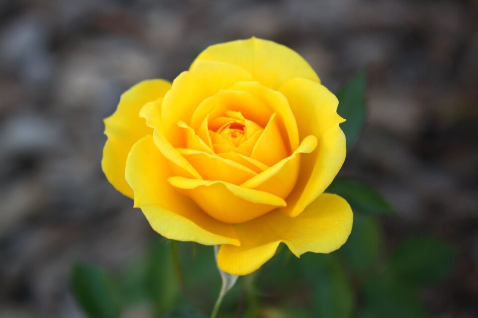 Plant bloom blossom