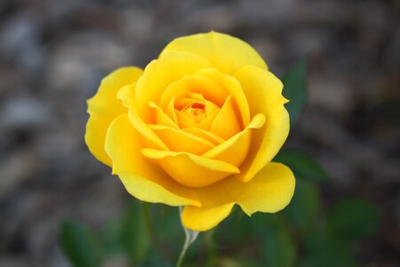 Plant bloom blossom