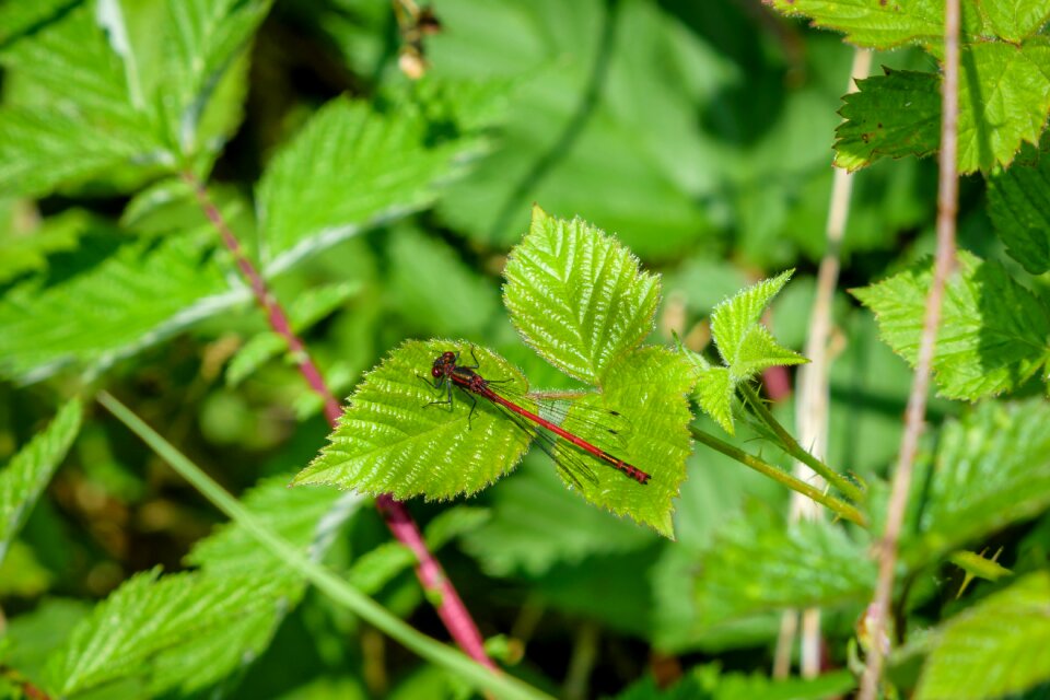 Wildlife small nature
