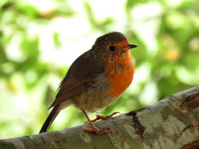 Bird ave nature