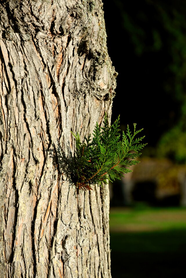 Thuja cupressaceae evergreen