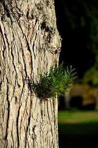 Thuja cupressaceae evergreen