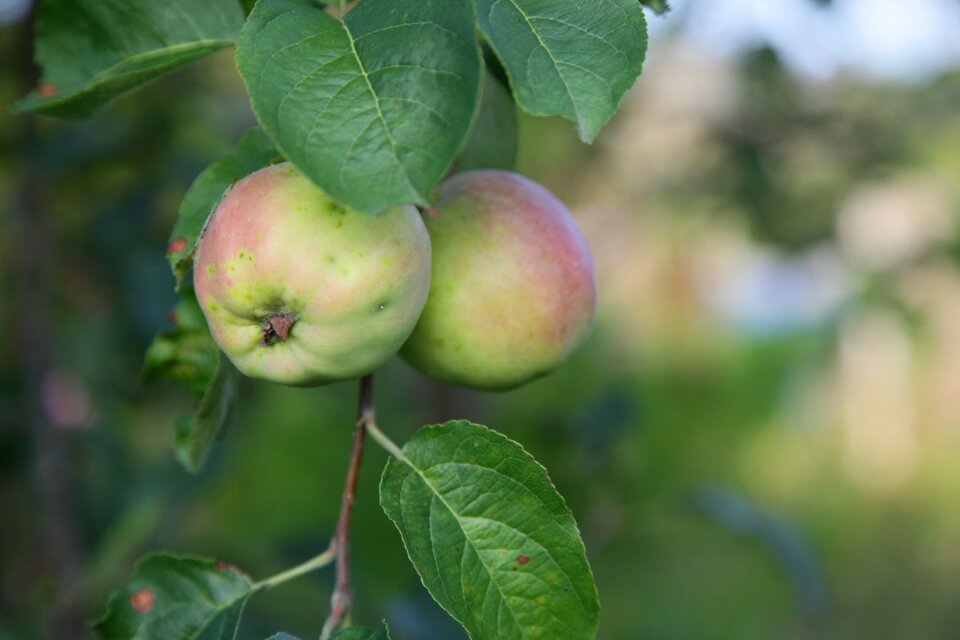 Harvest vitamins fruit