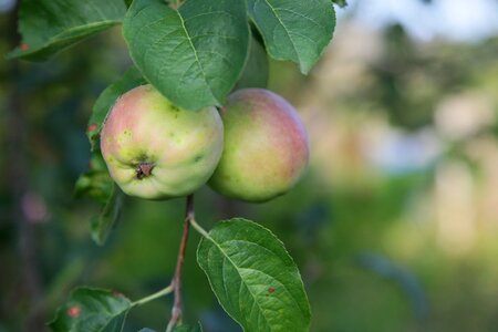 Harvest vitamins fruit