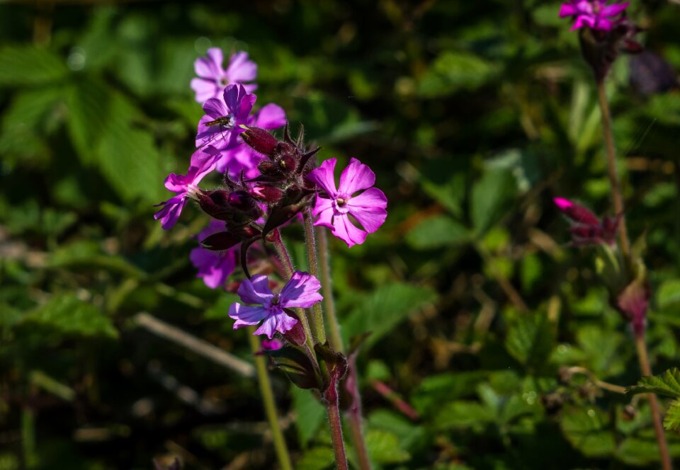 Plant nature floral