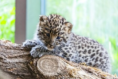 Leopard baby leopard baby photo