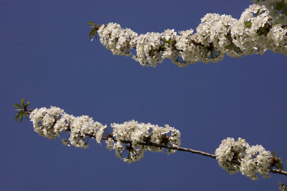 Flower spring blue