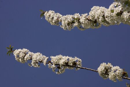 Flower spring blue photo