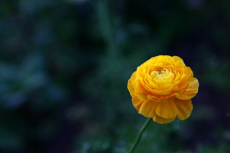 Garden yellow flora