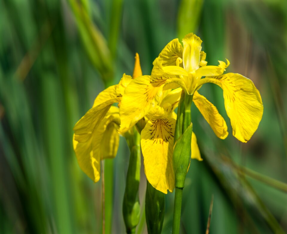 Plant nature floral