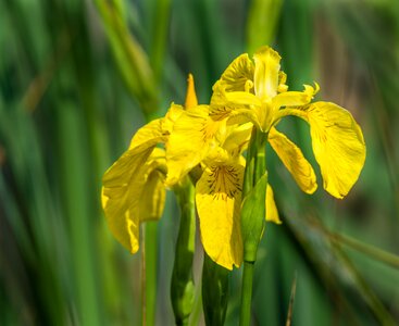 Plant nature floral