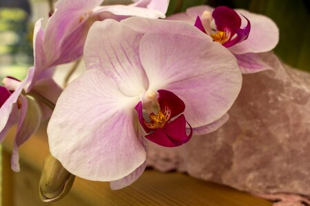 Floral petal exotic photo