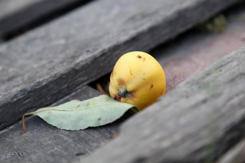 Harvest nature autumn