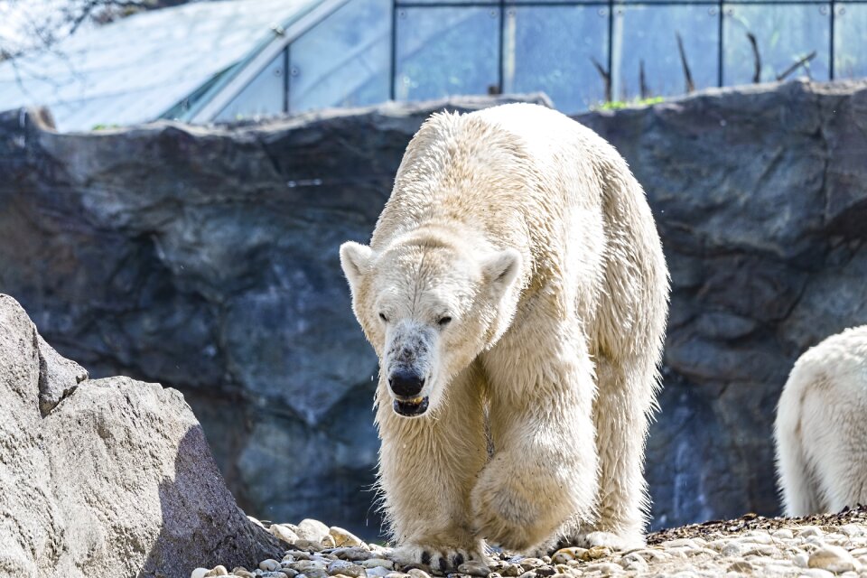 White animal world mammal