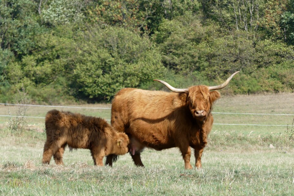 Pasture horns meadow