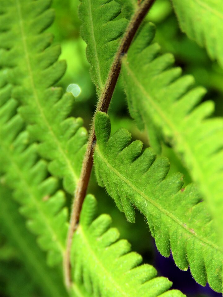Fern growth garden