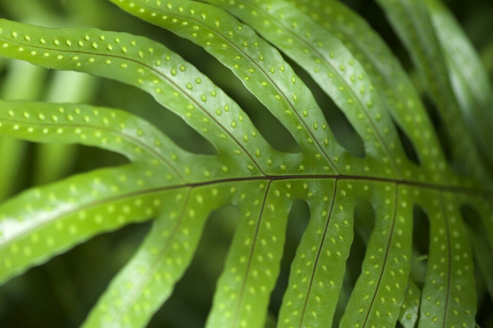 Green blade autumn leaves