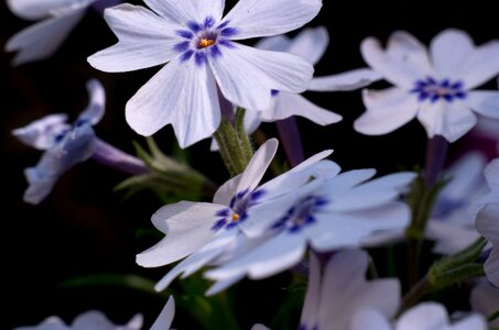 White-purple flower macro nature photo