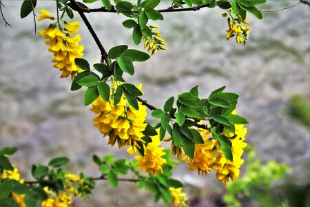 Flower leaf tree