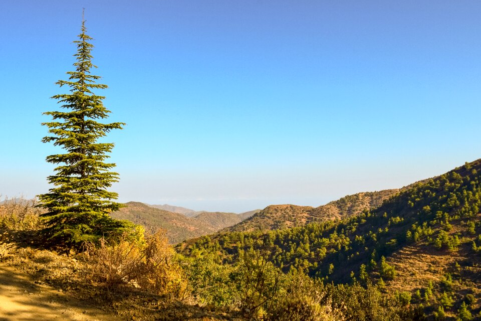 Forest landscape woods