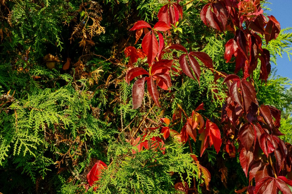 Foliage autumn weather color