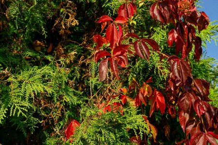 Foliage autumn weather color