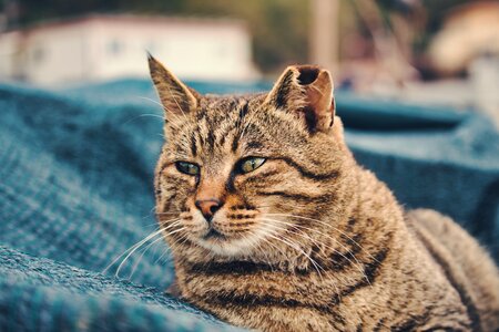 Kitten feline animals