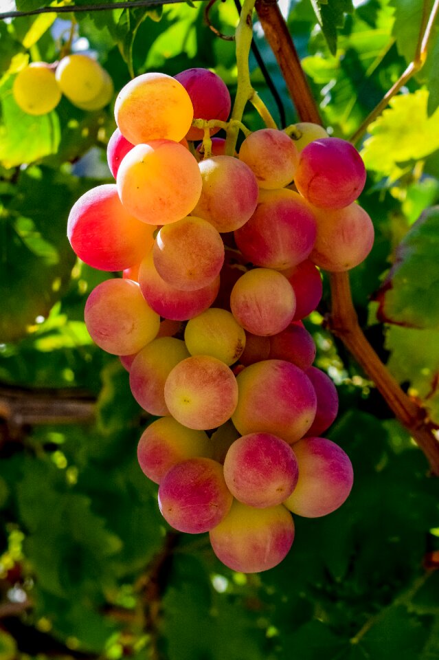 Nature healthy agriculture