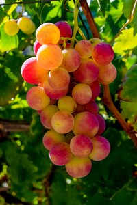 Nature healthy agriculture