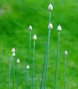 Spring onions spring onion culinary herbs
