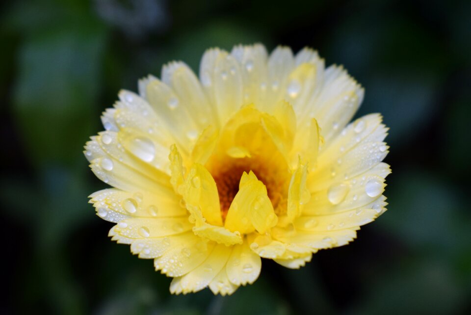 Bloom yellow medicinal plant