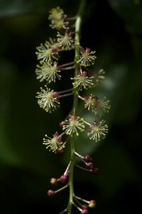 Flora wild plants macros