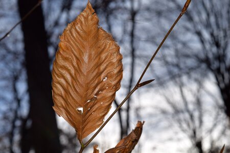 Trees fall season