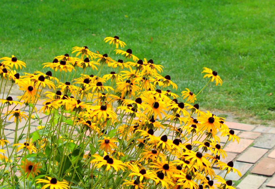 Nature clear summer