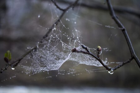 Spring dewdrop nature