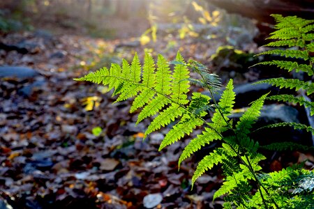 Sun bright woods photo