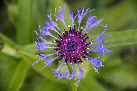 Flower blue flower cornflower