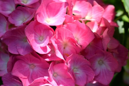 Blossom bloom pink photo