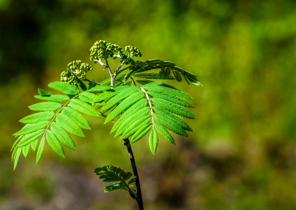 Nature green small