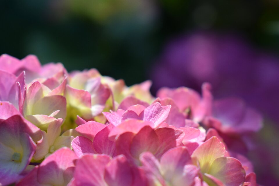 Blossom bloom pink