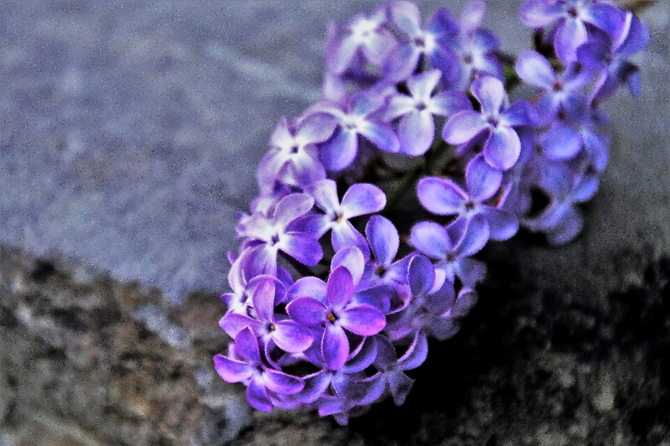 Flower plant floral