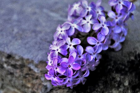 Flower plant floral