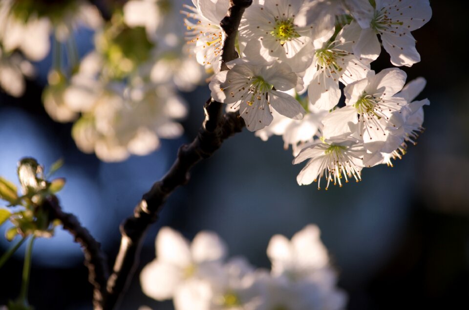 Cherry flowers white light