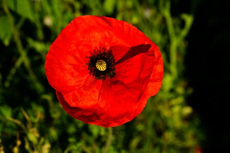 Red filigree tender