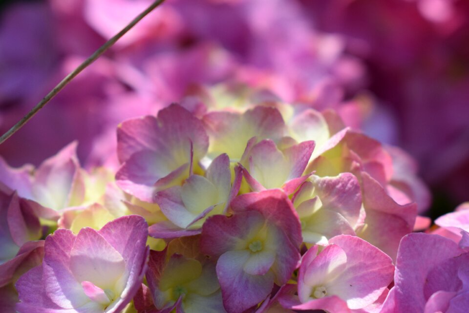 Blossom bloom pink