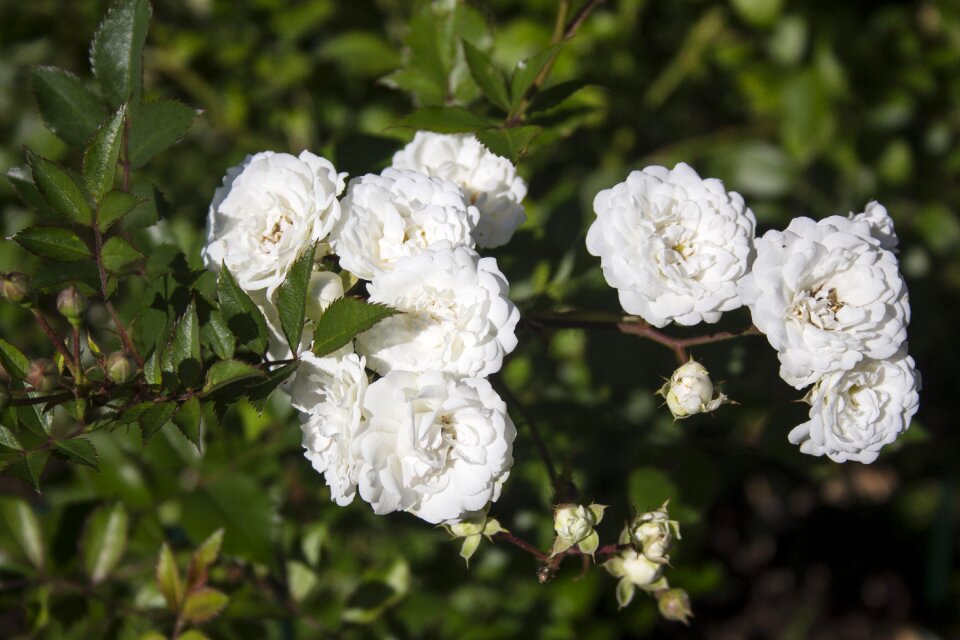 Flora nature plant