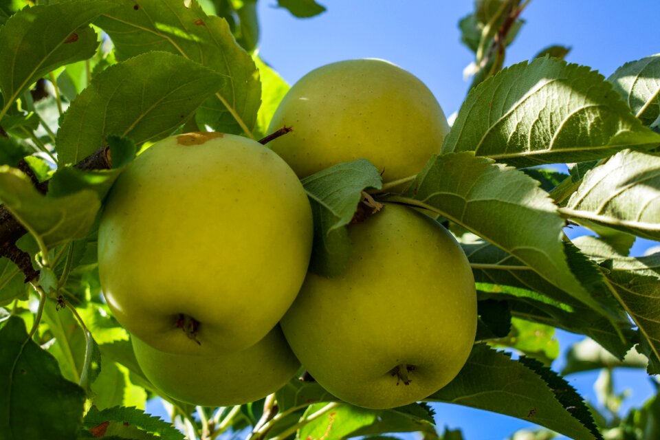 Tree nature healthy