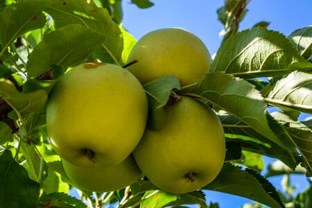 Tree nature healthy