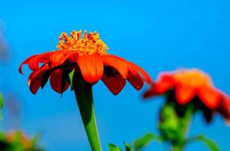 Bloom bright orange photo