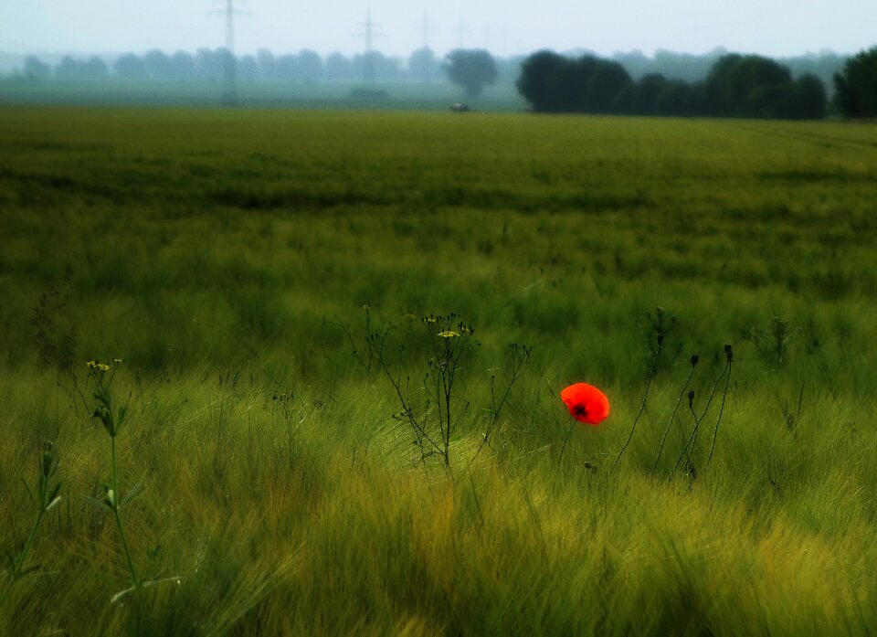 Field red flower